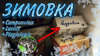 ЗИМОВКА моих муравьёв! Как я провожу зимовку?