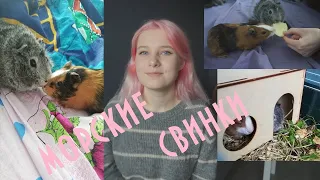 новые питомцы|морские свинки♥