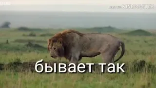 Лев🦁Стая гиен напала на ЛЬВА🦁🦁🦁