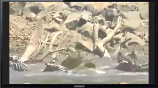 Animal Fights Caught On Camera Dangerous Fight Between Tiger Vs Crocodile