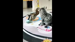 Cat vs duck  Fight