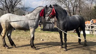 Коні Ваговози💣Нова домівка Ради🏡Гарні жеребці та коні на Чернівеччині💲👍