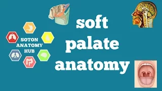 Soft palate anatomy