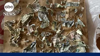 Dog eats thousands of dollars of his owners' money