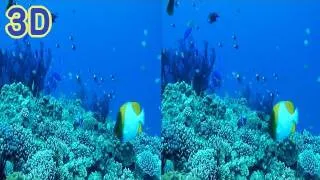 3D-Movie:珊瑚と魚達の楽園 Coral Gardens in KERAMA (Shot on 3DA1)