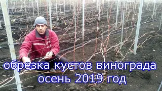 Обрезка кустов винограда, осень 2019 год