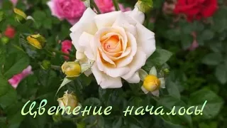 Начало цветения роз. Май. Украина.#саженцыроз #цветы #розы #