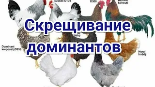 Про Скрещивание Доминантов. Мои Планы.