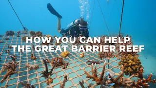 How You Can Help The Great Barrier Reef By Visiting | Eco Tourism