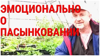 ТоматПомидор Не надо его пасынковать! Просто обрывайте всё до палки! Пасынкование это та-же прополка