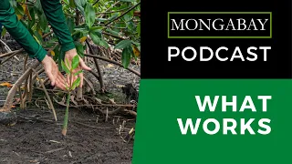 Podcast: The evidence for successful nature conservation