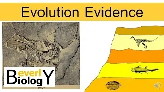 Evolution Evidence (updated)