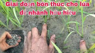 Bón phân cử 2 đúng thời điểm giúp lúa đẻ nhánh mạnh hữu hiệu cây to