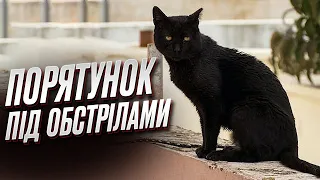 🐈💔 Відео з Херсонщини! Журналісти рятують тварин разом з волонтерами