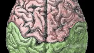 Isolated brain | Wikipedia audio article