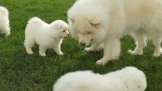 Samojeden Familie genießt die Sonne. Wir haben noch 2 Welpen frei.