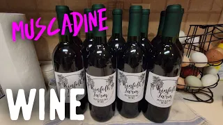 How To Make Muscadine Wine. Start to Finish