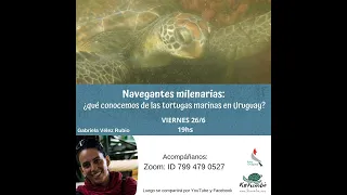 Navegantes Milenarias ¿Qué conocemos de las tortugas marinas en Uruguay?