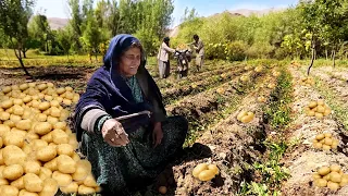 جمع آوری کچالو از زمین های افغانستان | A day in grandma's village harvesting potatoes