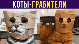 Всем смотреть, это ограбление!) Приколы с котами | Мемозг #398