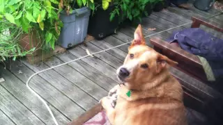Cecil the dog hears different wolves howling and nails the responses!