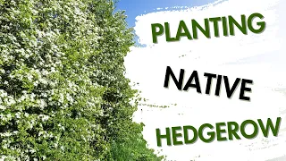 Planting Native Hedgerow - the reality!