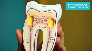 34. Мифы о строении молочных зубов, или почему у детей болят зубы. Натадент