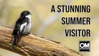 The Black & White Beauty of Pied Flycatchers - Padley Gorge - OM System OM-1