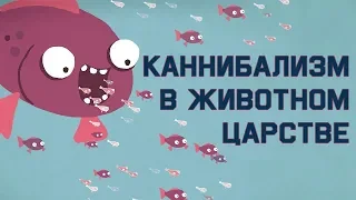 Edu: Каннибализм в животном царстве