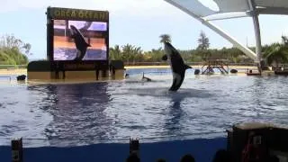 Шоу касаток, Лоро парк (Loro Parque Tenerife), 2013 год, часть 2