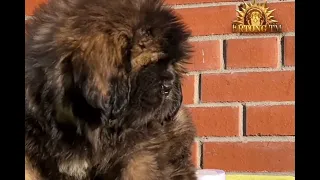 Tibetan mastiff puppy Щенок тибетского мастифа | 100% Китай