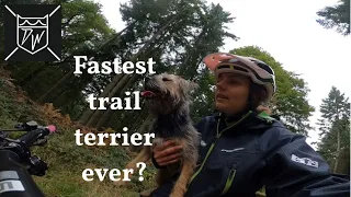 A Day in the Life of an MTB Trail Dog