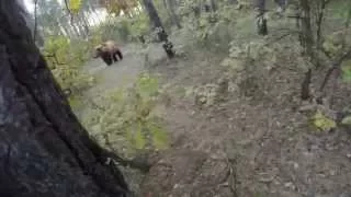 Drastyczny Atak Niedźwiedzia !!!!!!!!!