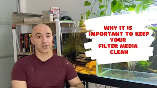 This is why you need to keep your aquarium filter media clean