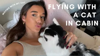 Flying with your cat in cabin - how I moved with my cat!