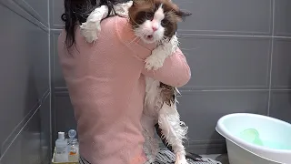 When a Talkative Cat Takes a Bath