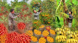 Full Video Orange Harvest, Lemon Harvest, Banana Harvest, Rice Harvest, Corn Harvest, Gardening.