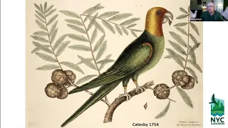 Extinction in Two Acts: The Life and Death of the Carolina Parakeet