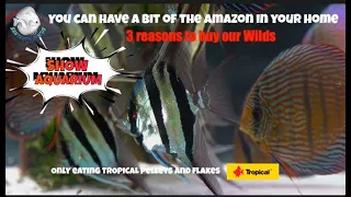 3 reasons to buy our Wilds  / Show Aquarium 1900 liters in santaremdiscusplus com see in 4K