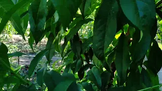 Зеленные операции на персике с формировкой " веретено". Учимся вместе