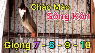 Chào Mào SÔNG KÔN Đảo Giọng Cực Hay // Luyện Chào Mào Má Trắng Hót Giọng Sông Kôn 7 - 8 - 9 - 10