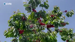 Korçë, qershia rrezikohet të mbetet pa vjelë. Shkak largimi i rinisë dhe mungesa e punëtorëve