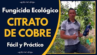 Fungicida ecológico contra gomosis y Phytophthora en Limón y Aguacate | Paso a paso