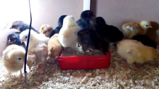 50 chicks Brooder for newborn chicken chicks Urdu/Hindi