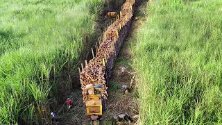 Inside Massive Plantation Harvesting Million Tons of Sugarcane