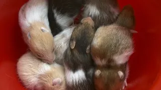 Рассматриваем подробно всех малышей🐹🐹🐹    25.03.2024г.