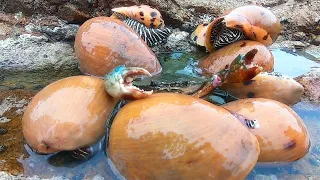 Giant Crabs & There are huge crabs and lots of sea cucumbers all over the floor!