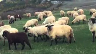 If sheep follow the stranger or shepherd experiement