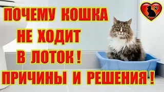 Почему Кошка Не Ходит в Лоток? Причины и Пути Решения!