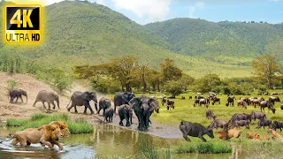 4K African Animals: Chobe National Park - Most Amazing Wildlife Encounters With Real Sounds 4K Video